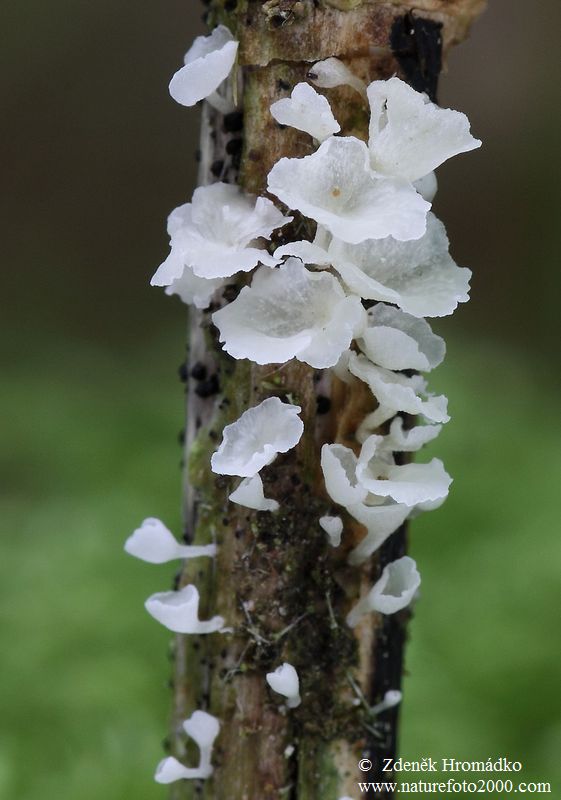 číšoveček kápovitý, Calyptella capula (Houby, Fungi)